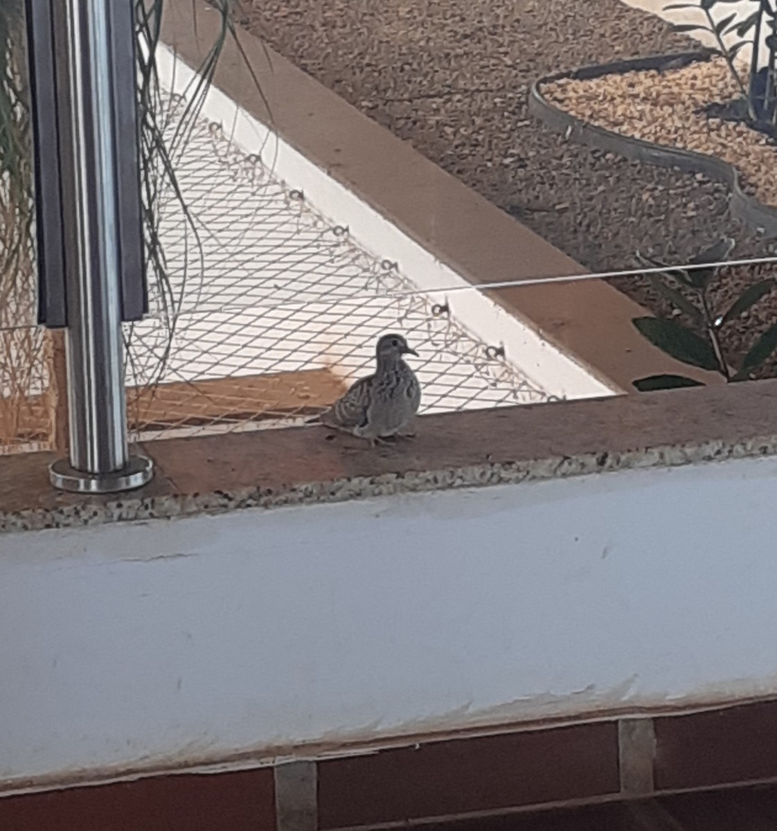 Plain-breasted Ground Dove - ML623283332