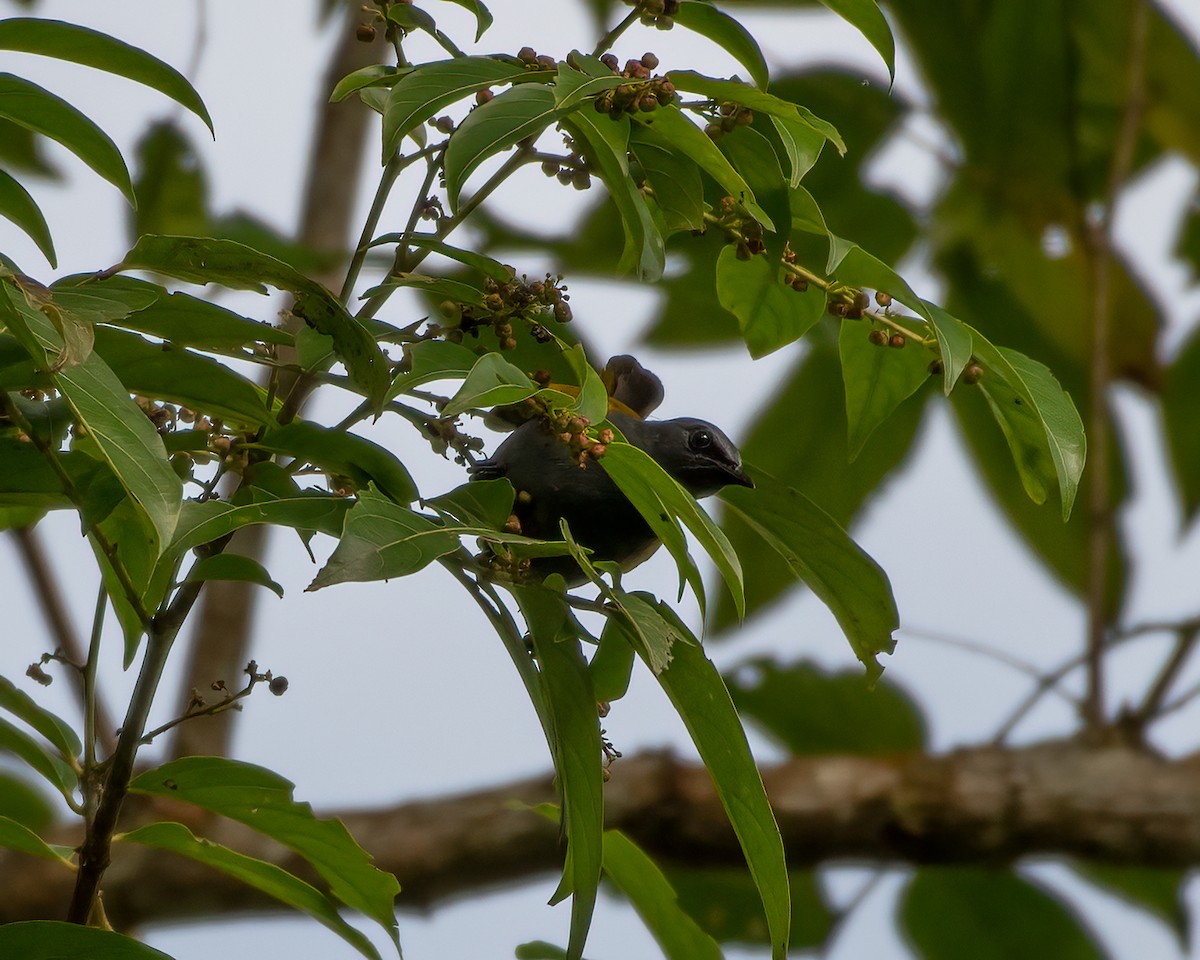 Gray-bellied Bulbul - ML623283367