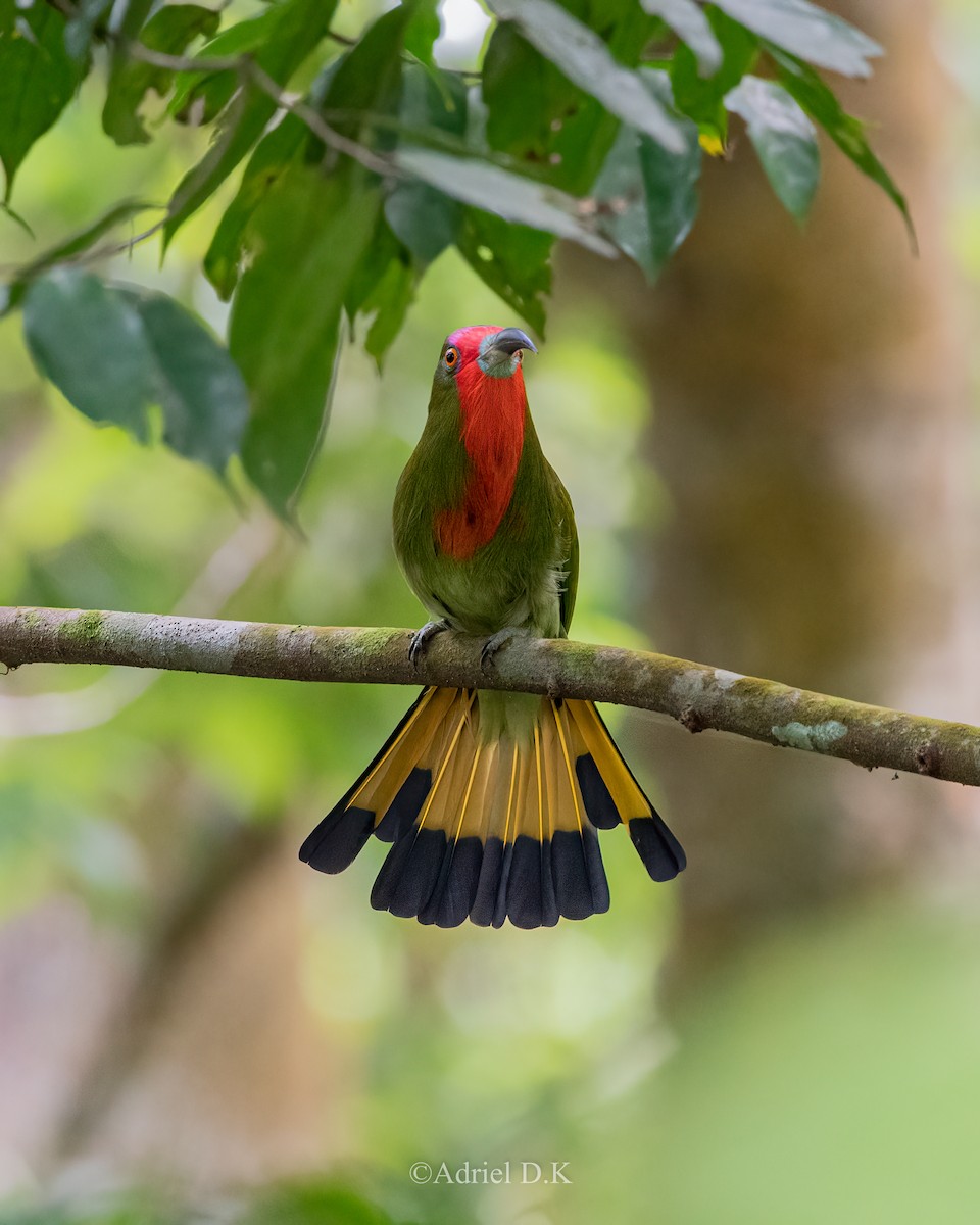 Red-bearded Bee-eater - ML623283368