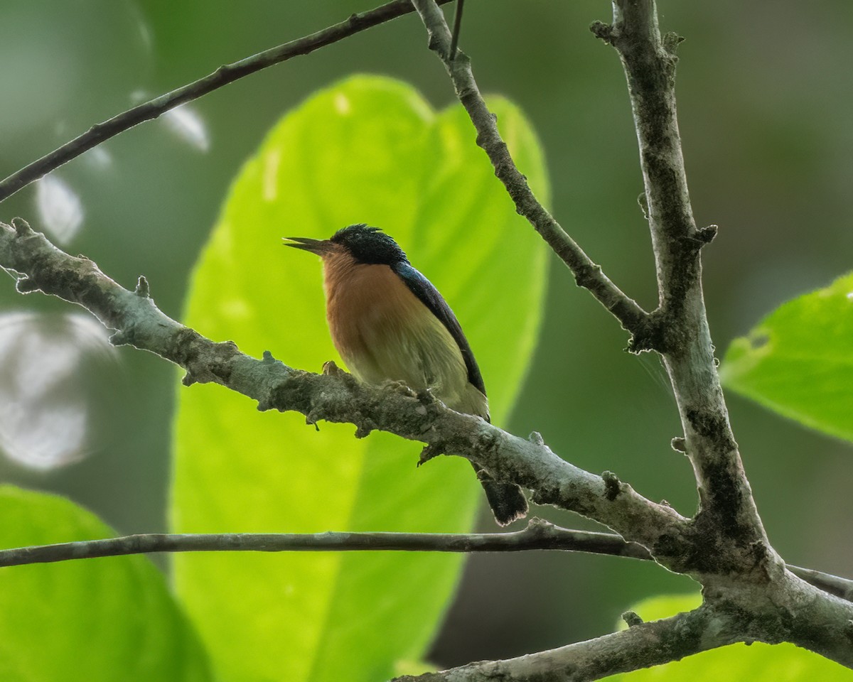 mangrovefluesnapper - ML623283374