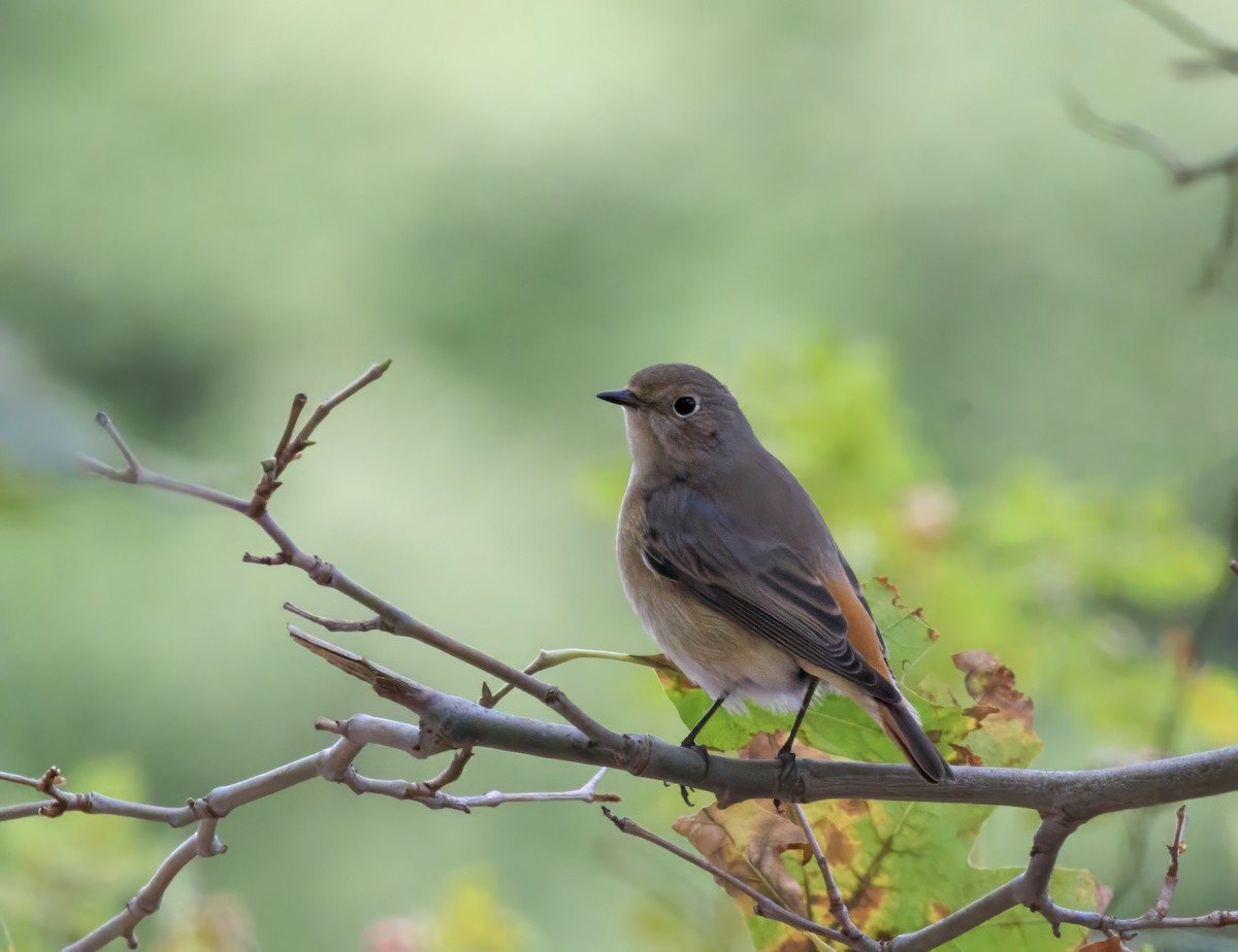 Common Redstart - ML623283421