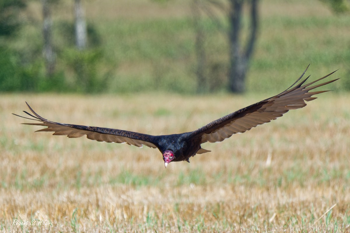 Turkey Vulture - ML623283466
