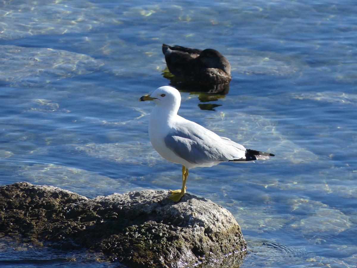 Ring-billed Gull - ML623283510