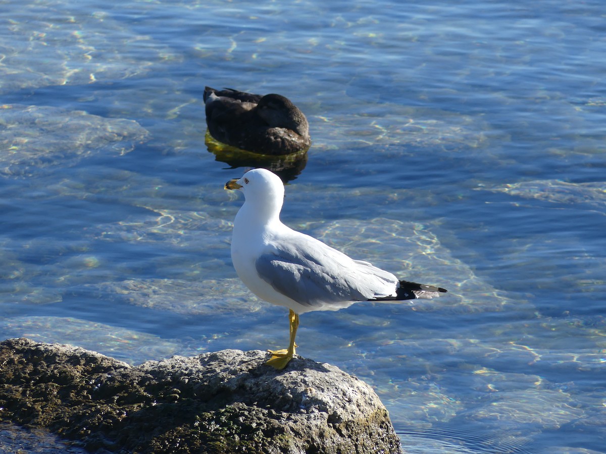 Ring-billed Gull - ML623283511