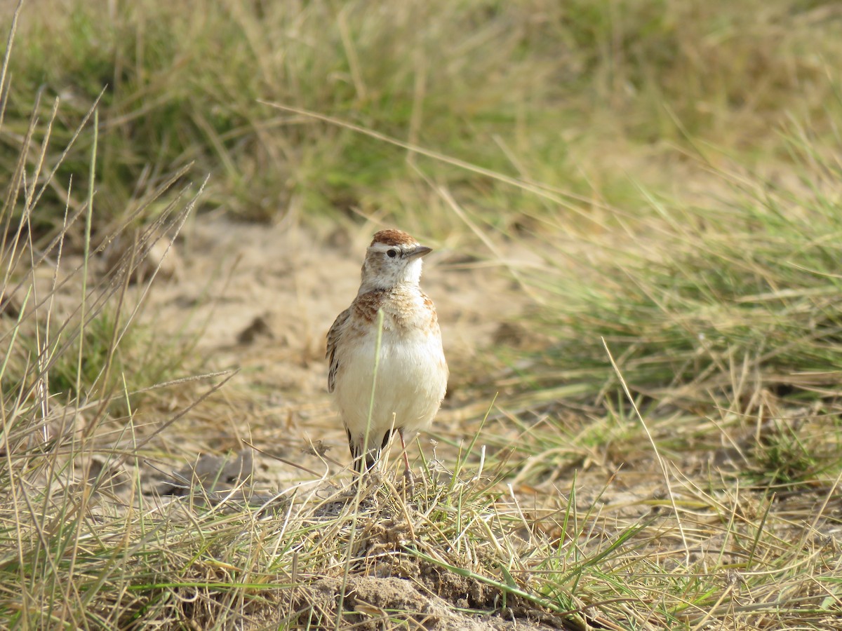 Red-capped Lark - ML623283540