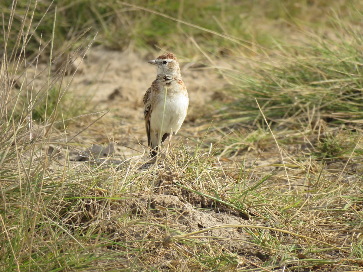 Red-capped Lark - ML623283543