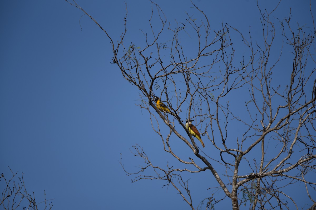 Hooded Oriole - ML623283552