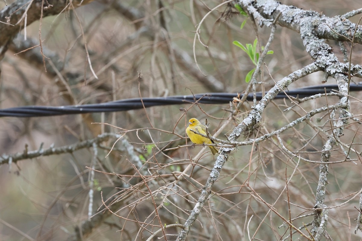 Saffron Finch - ML623283566