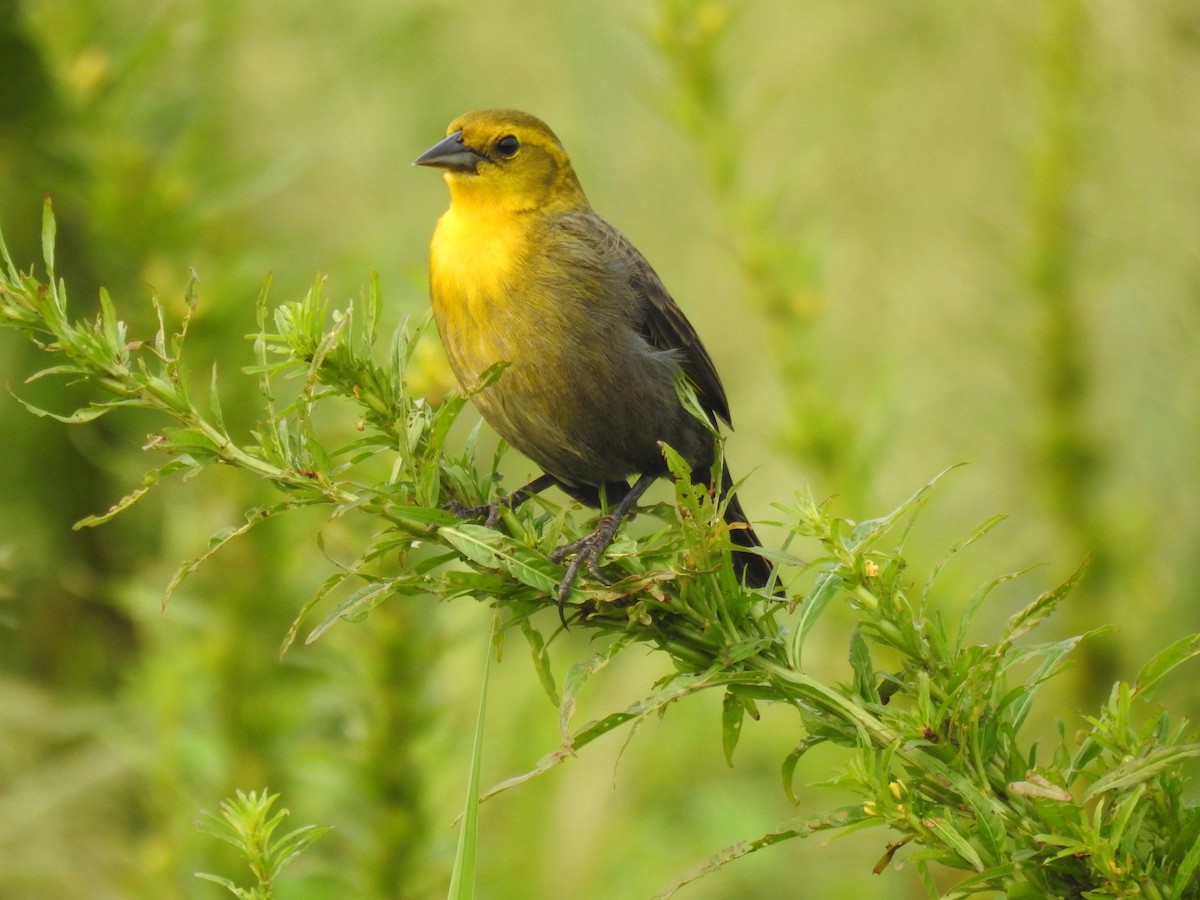 Yellow-hooded Blackbird - ML623283577