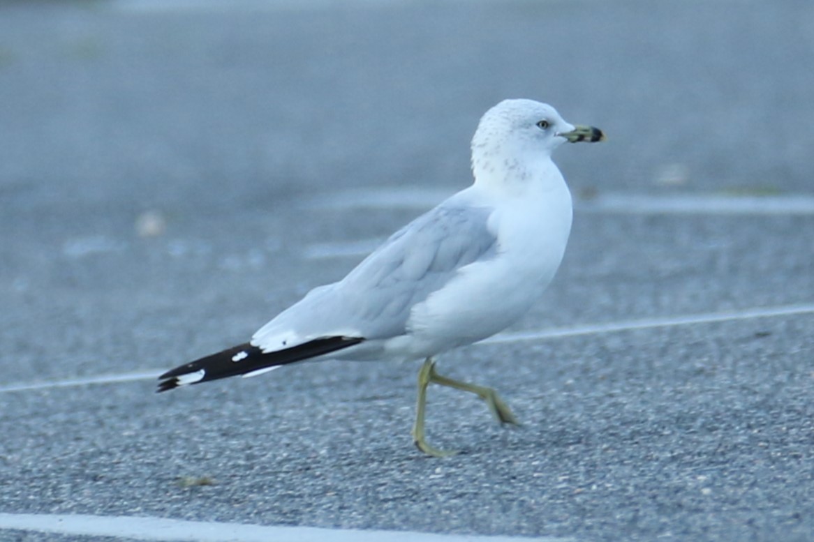 Ring-billed Gull - ML623283696