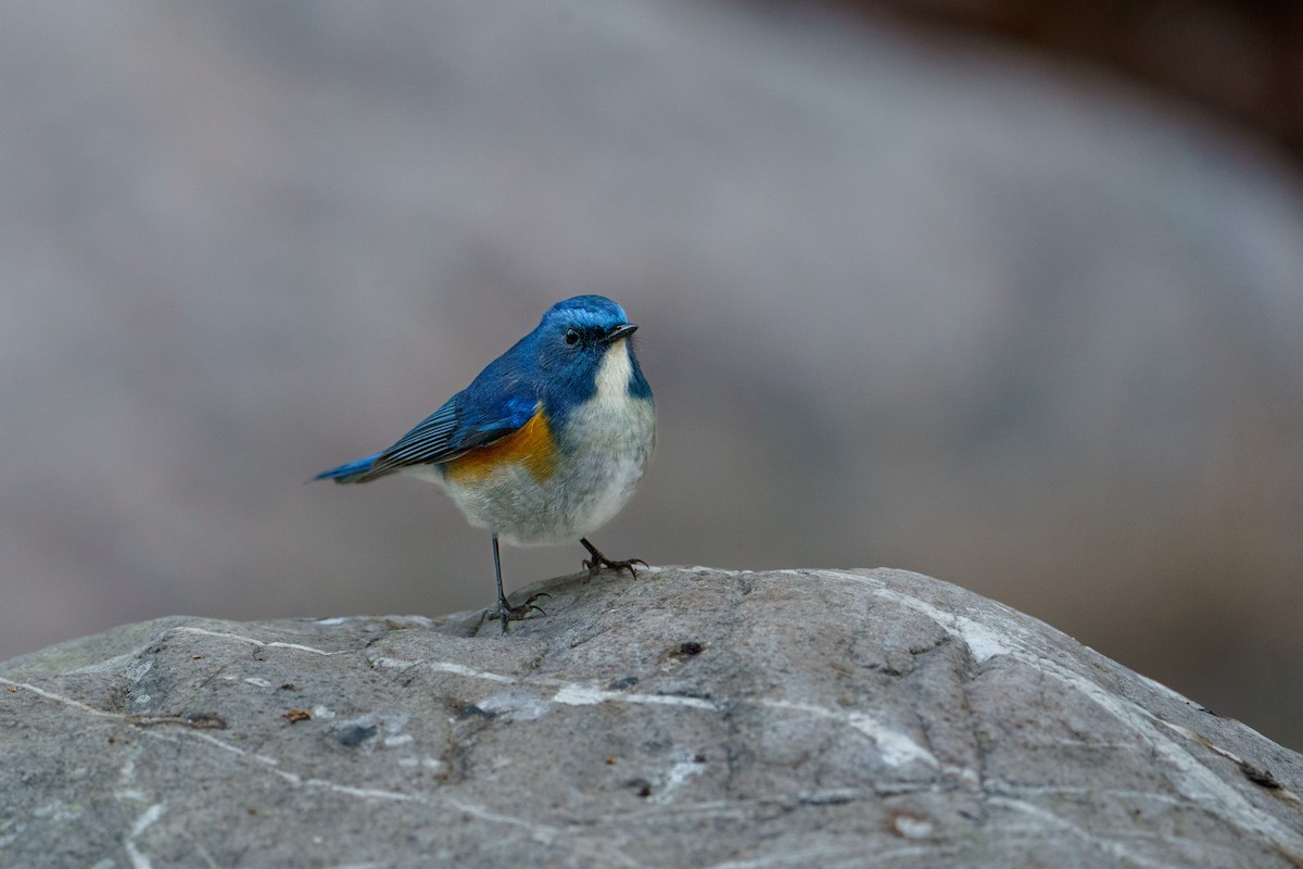 Himalayan Bluetail - ML623283704