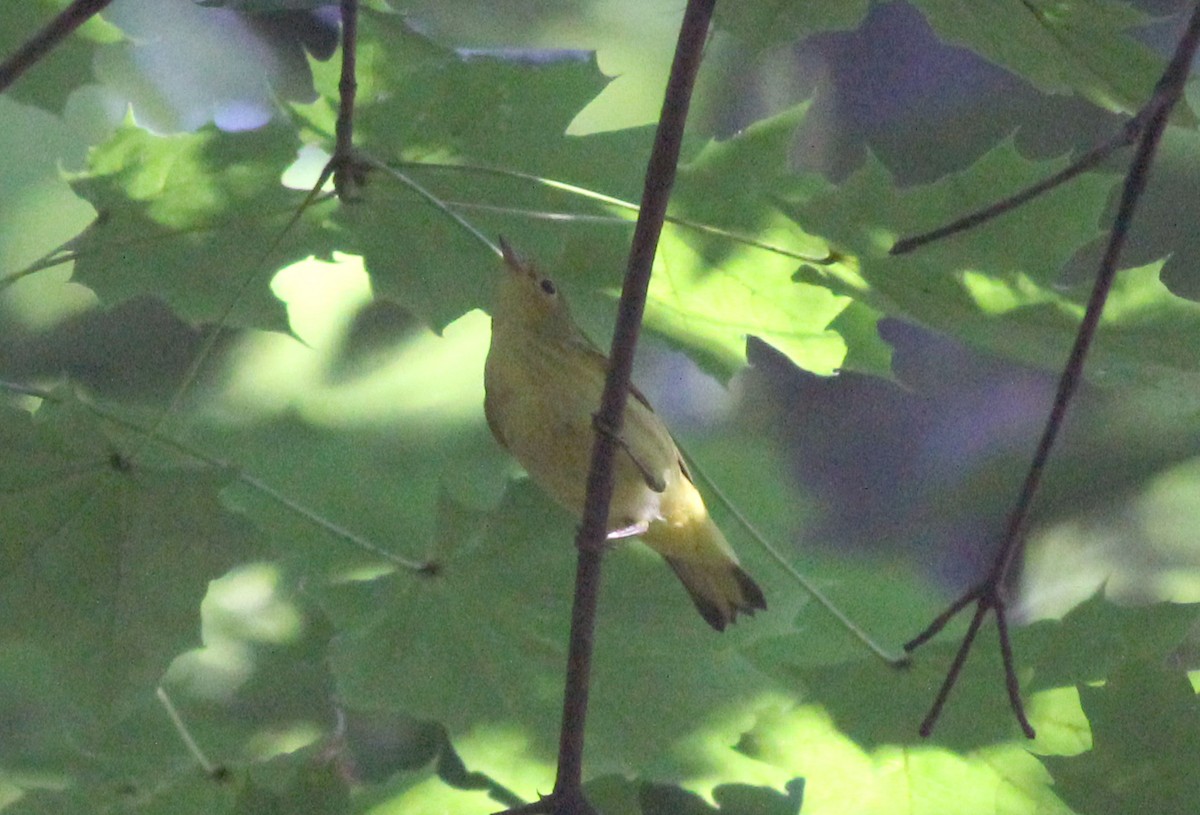 new world warbler sp. - ML623283723