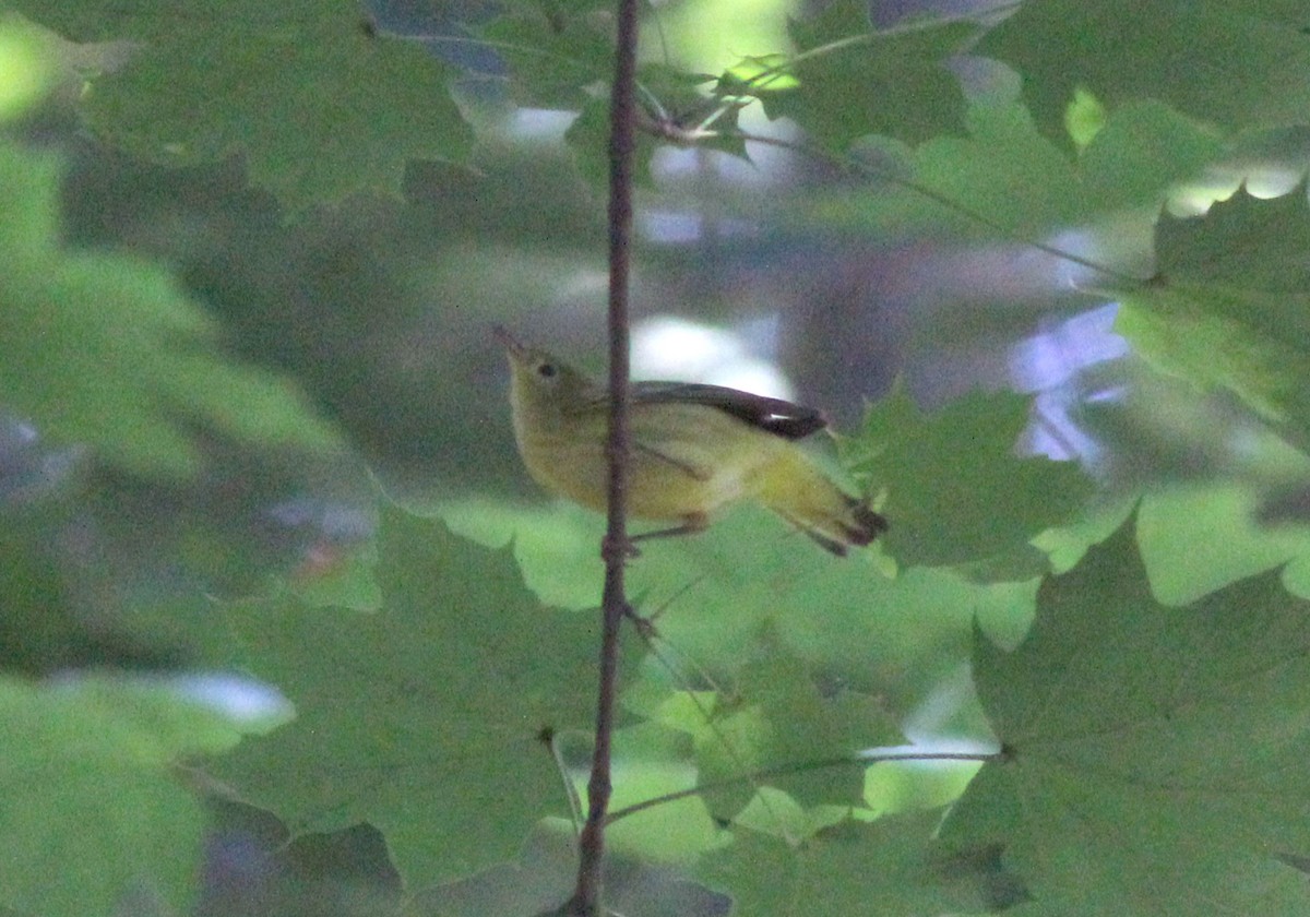 new world warbler sp. - Tom Smith