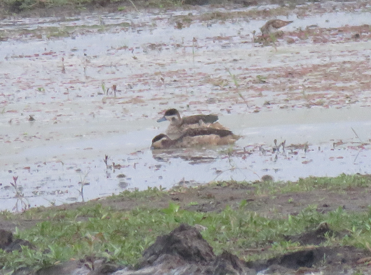 Blue-billed Teal - ML623283727