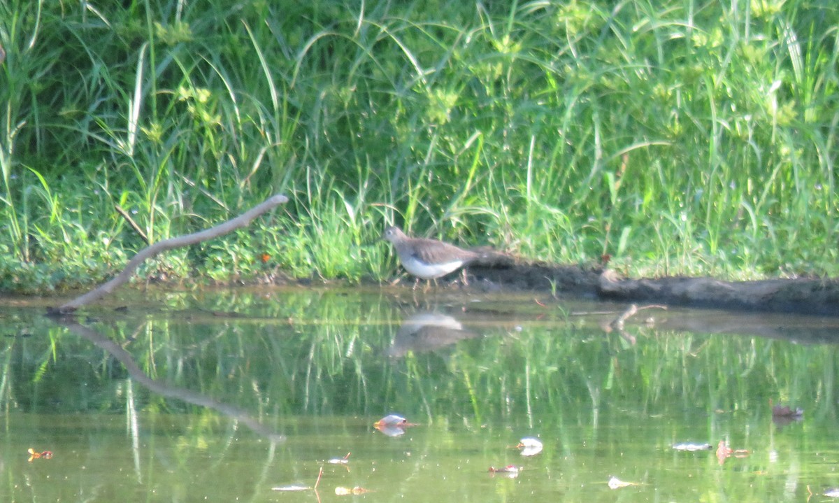 Solitary Sandpiper - Toby Hardwick