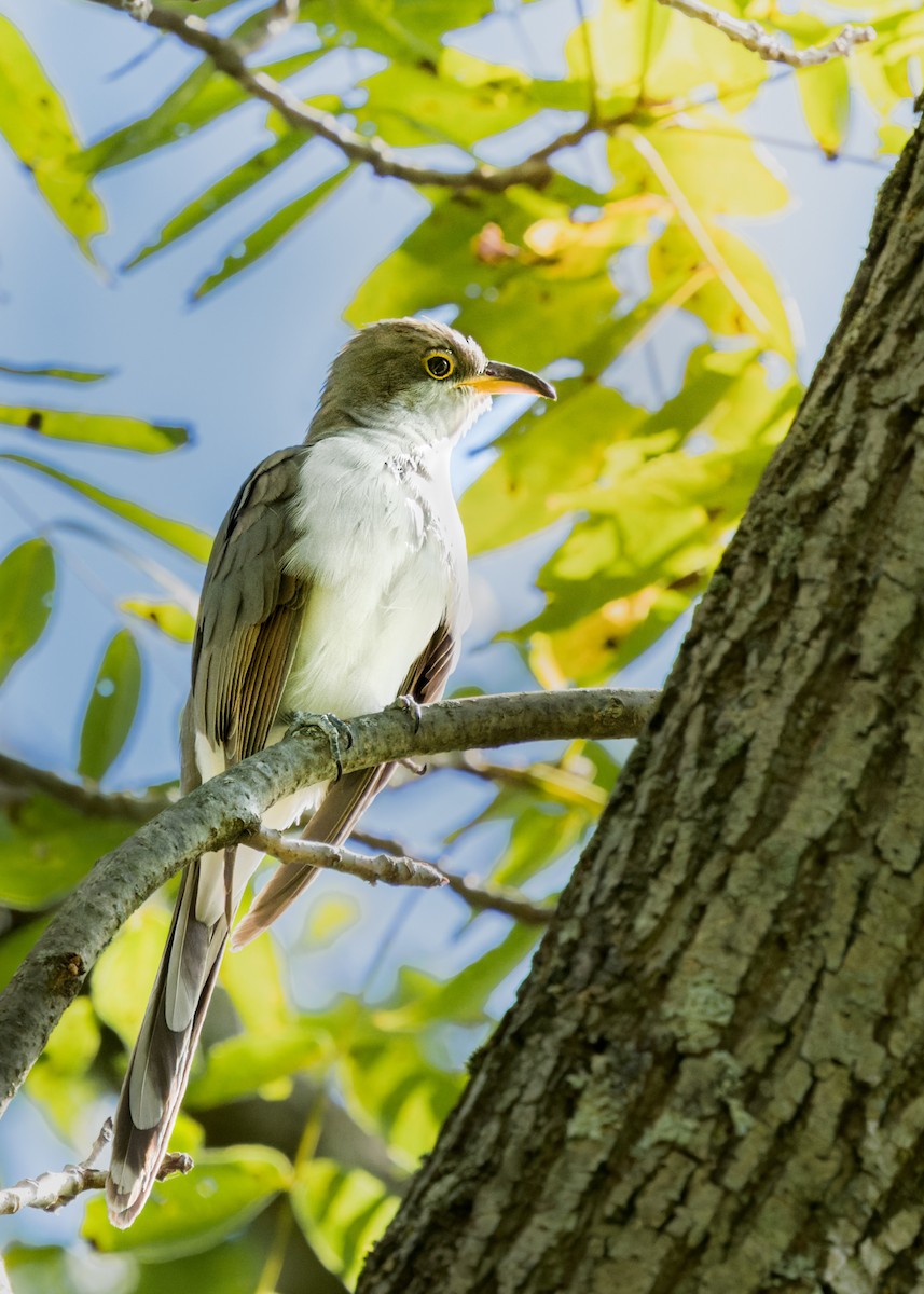 Yellow-billed Cuckoo - ML623283768