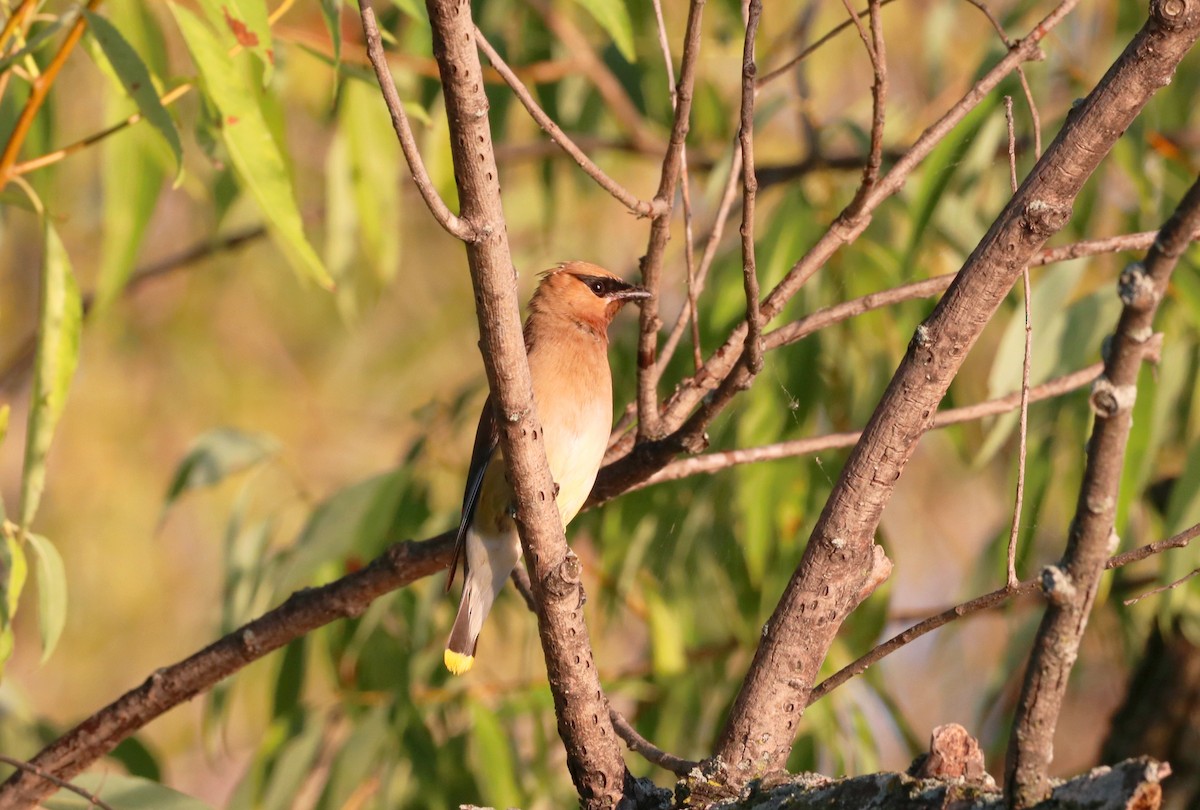 Cedar Waxwing - ML623283860