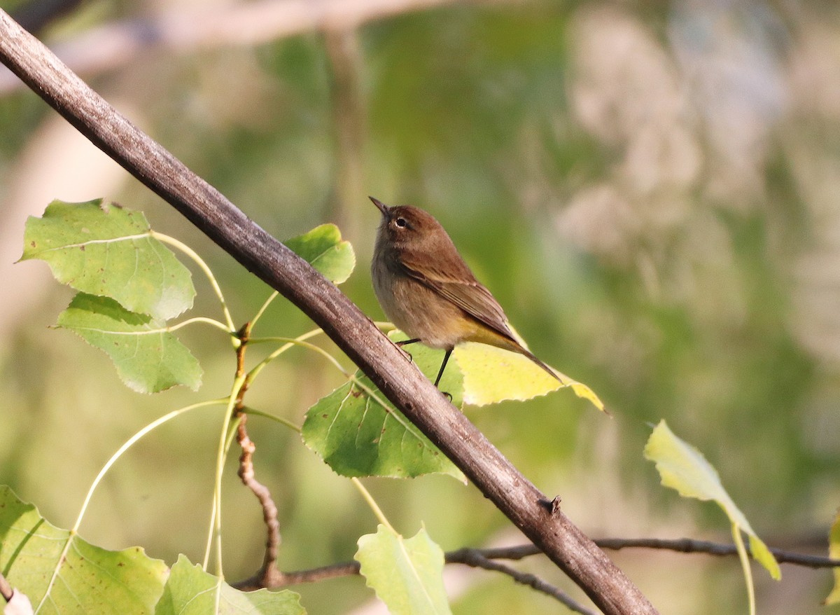 Palm Warbler - ML623283864