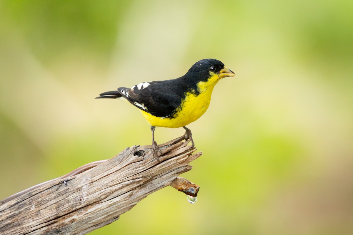 Lesser Goldfinch - ML623283893