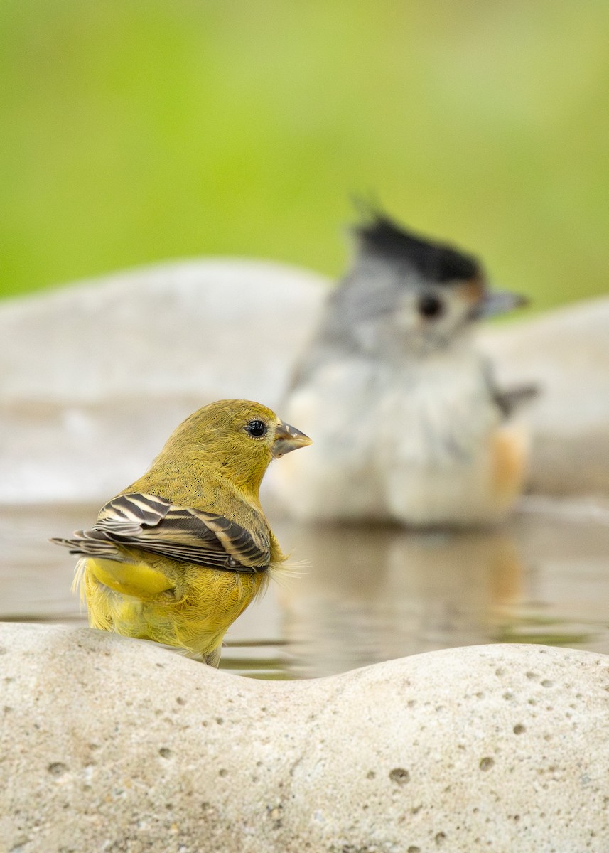 Lesser Goldfinch - ML623283894