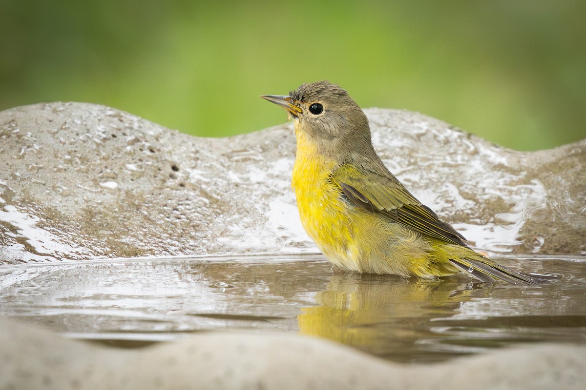 Nashville Warbler - ML623283906