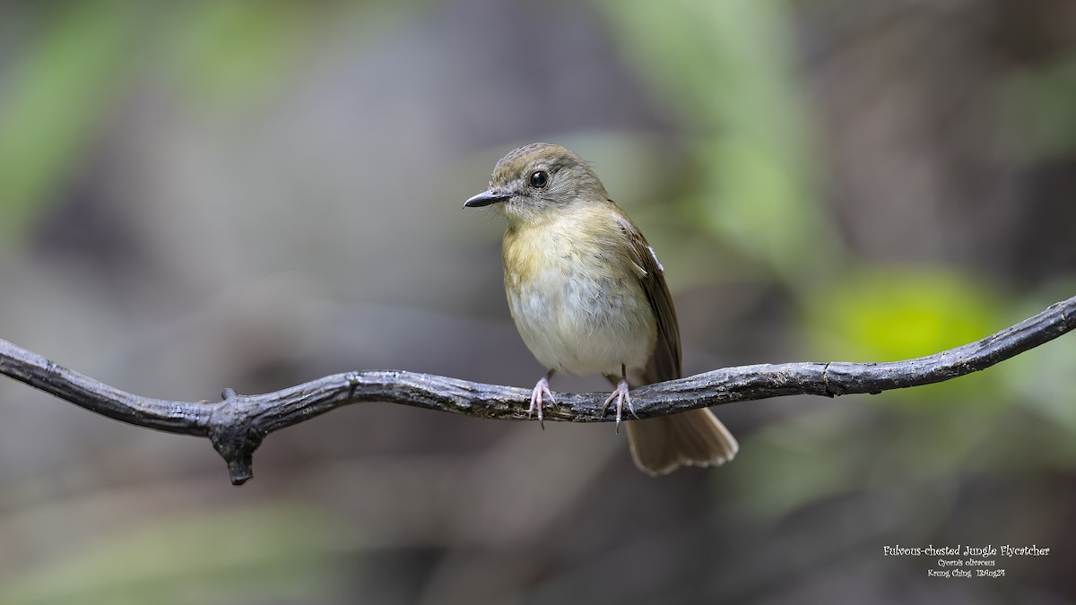 Fulvous-chested Jungle Flycatcher - ML623283951