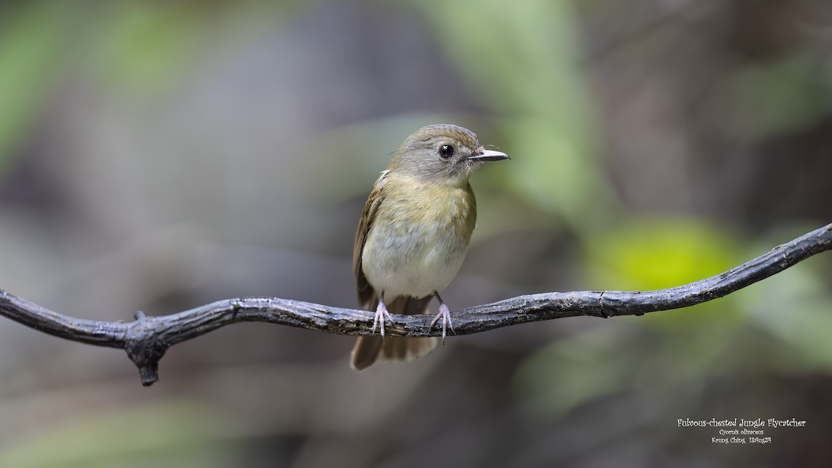 Fulvous-chested Jungle Flycatcher - ML623283952