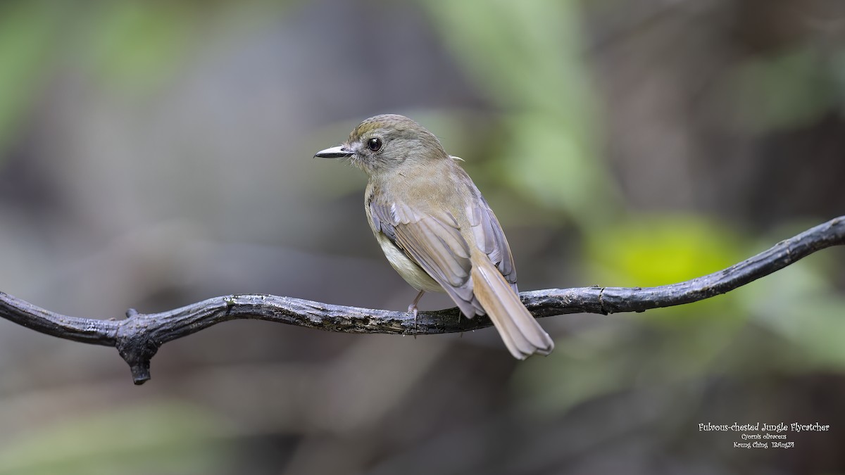 Fulvous-chested Jungle Flycatcher - ML623283953