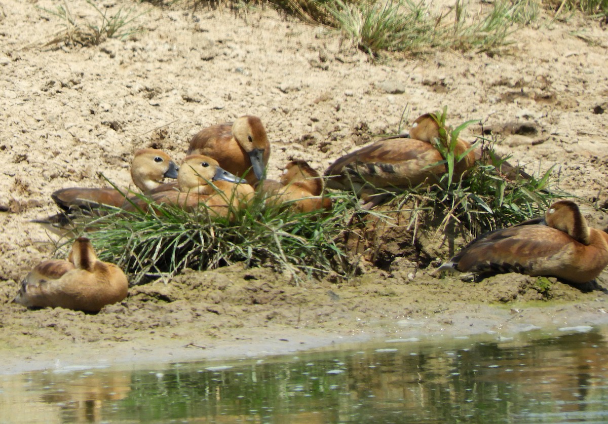 Black-bellied Whistling-Duck - ML623283990