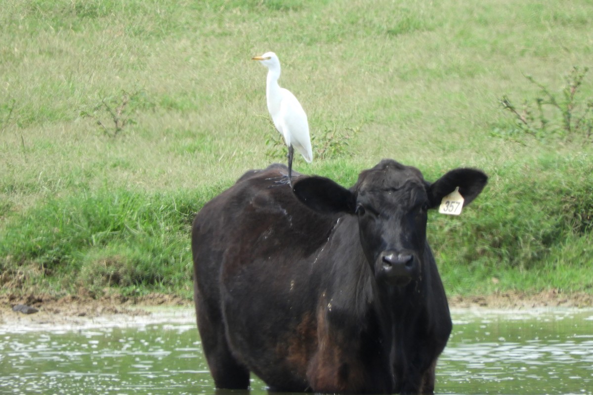 Western Cattle Egret - ML623283998