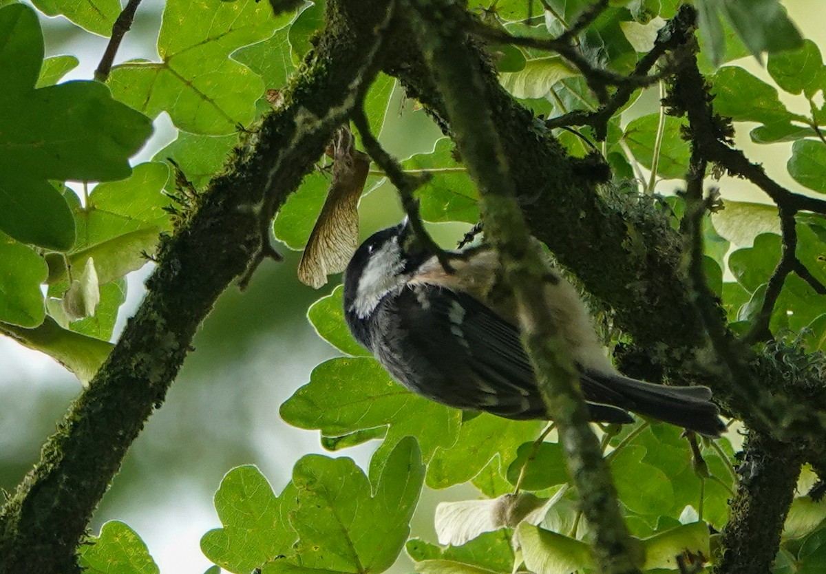 ヒガラ - ML623284159