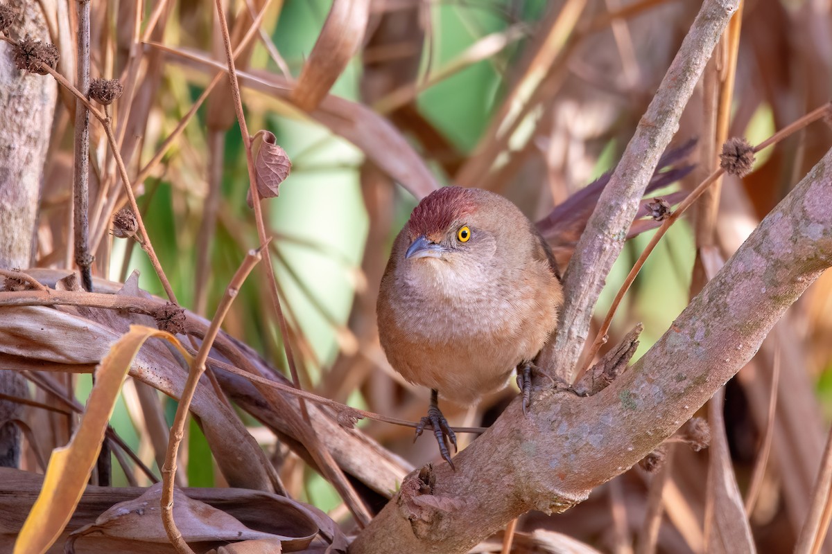 オオアレチカマドドリ - ML623284174