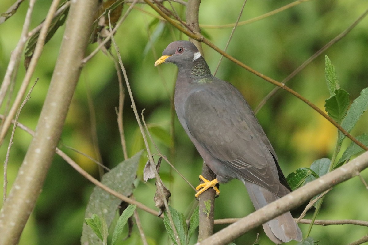 Band-tailed Pigeon - ML623284176