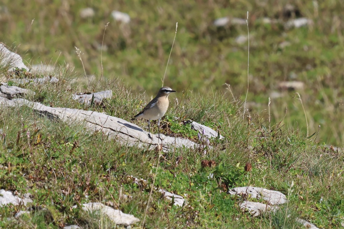 Northern Wheatear - ML623284211