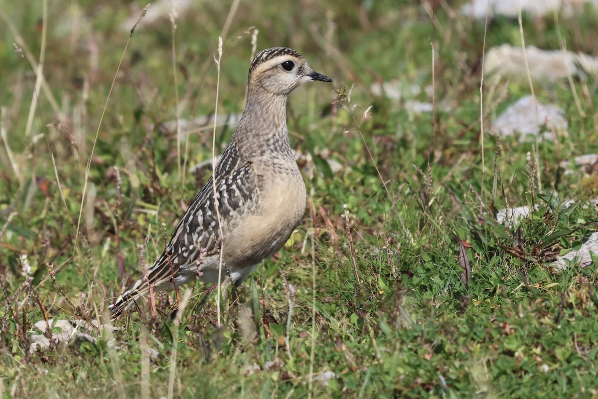 Eurasian Dotterel - ML623284217