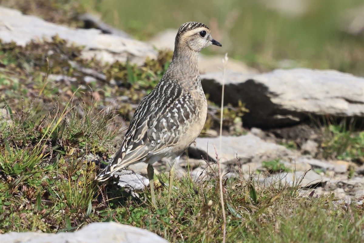 Eurasian Dotterel - ML623284219