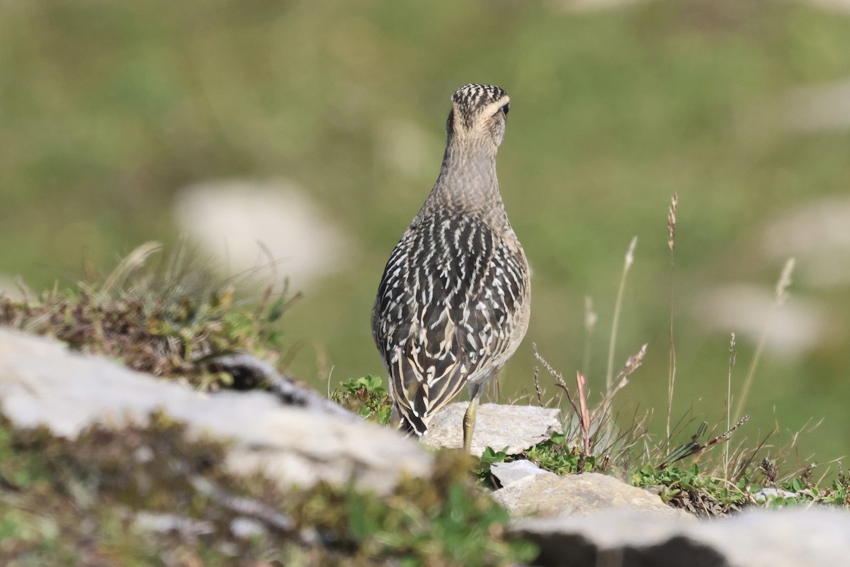 Eurasian Dotterel - ML623284224