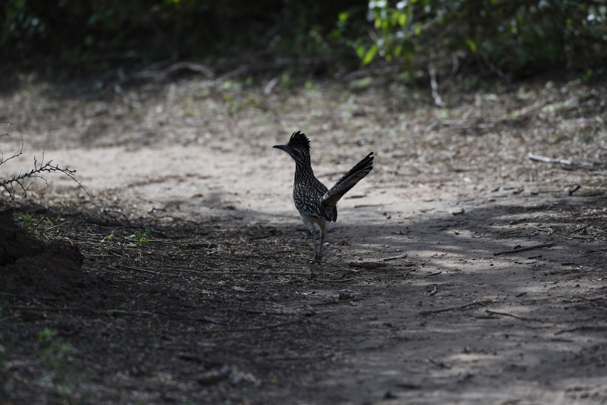 Greater Roadrunner - ML623284231