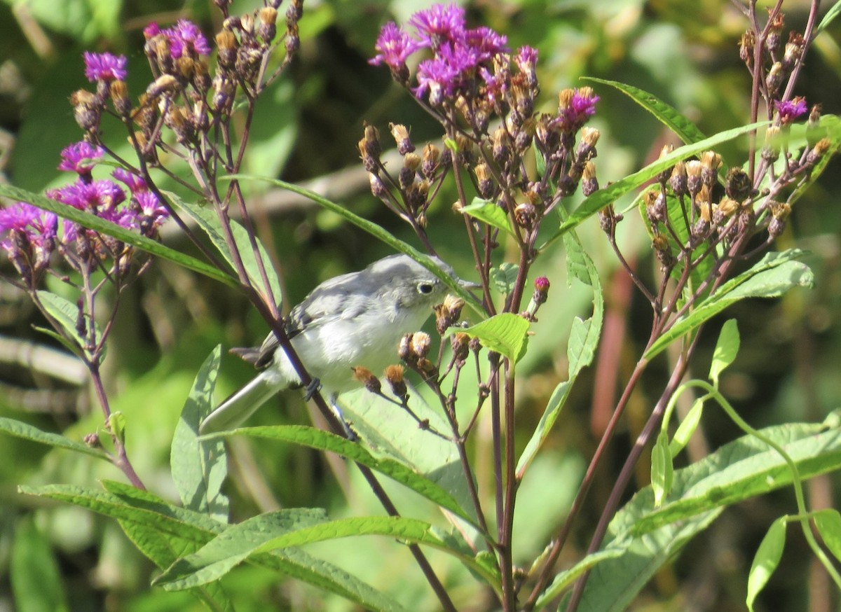 Blue-gray Gnatcatcher - ML623284249