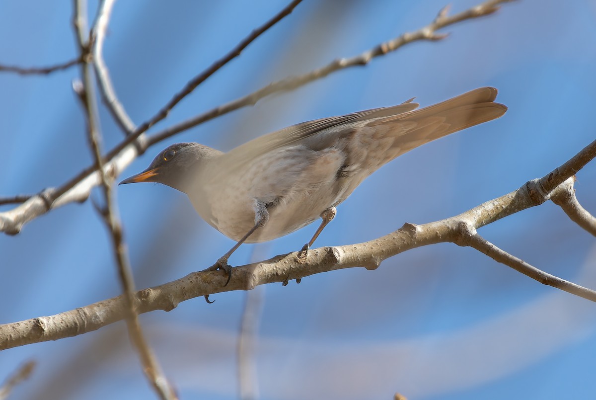 Black-throated Thrush - ML623284264