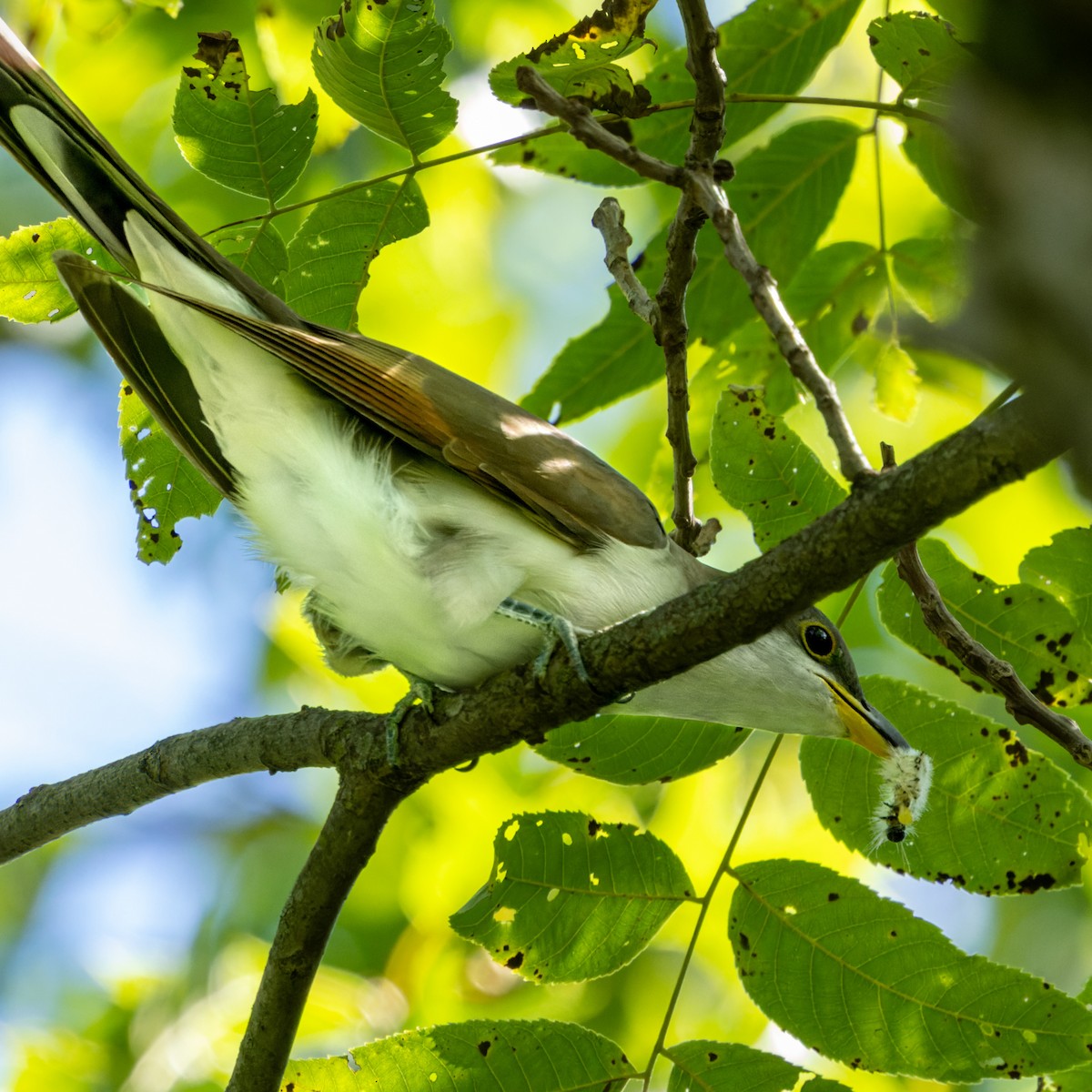 Yellow-billed Cuckoo - Brad Reinhardt