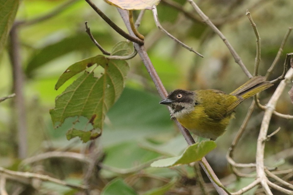 Common Chlorospingus - ML623284278