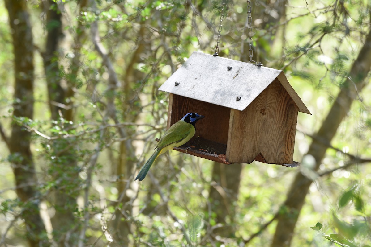 Green Jay - ML623284288