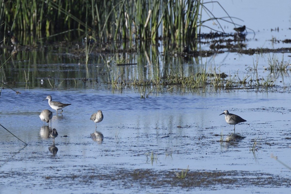 Willet (Western) - ML623284290