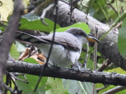 Cuclillo Piquigualdo - ML623284297