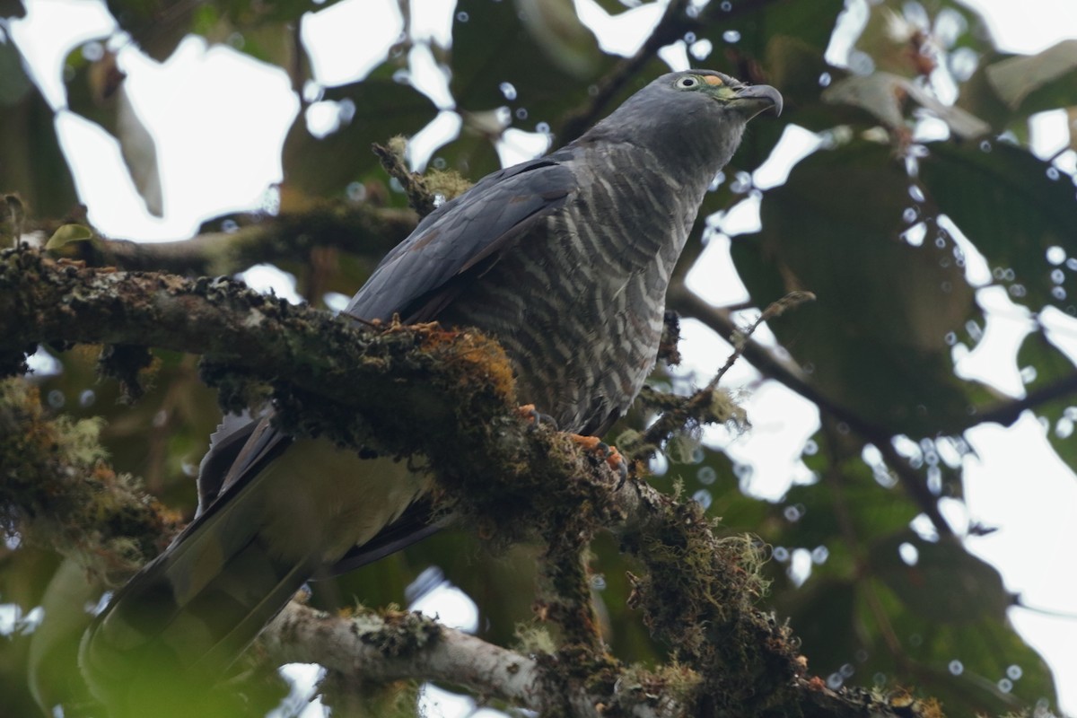 Hook-billed Kite - ML623284319