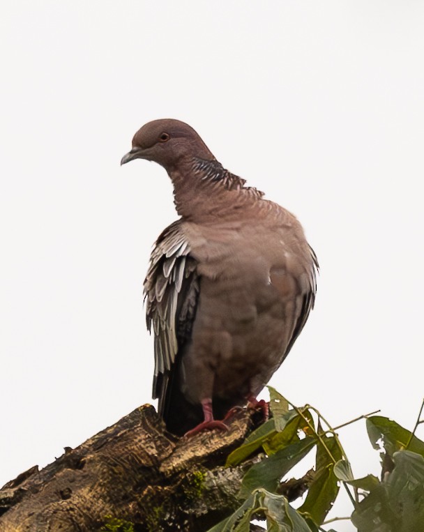 Picazuro Pigeon - ML623284324