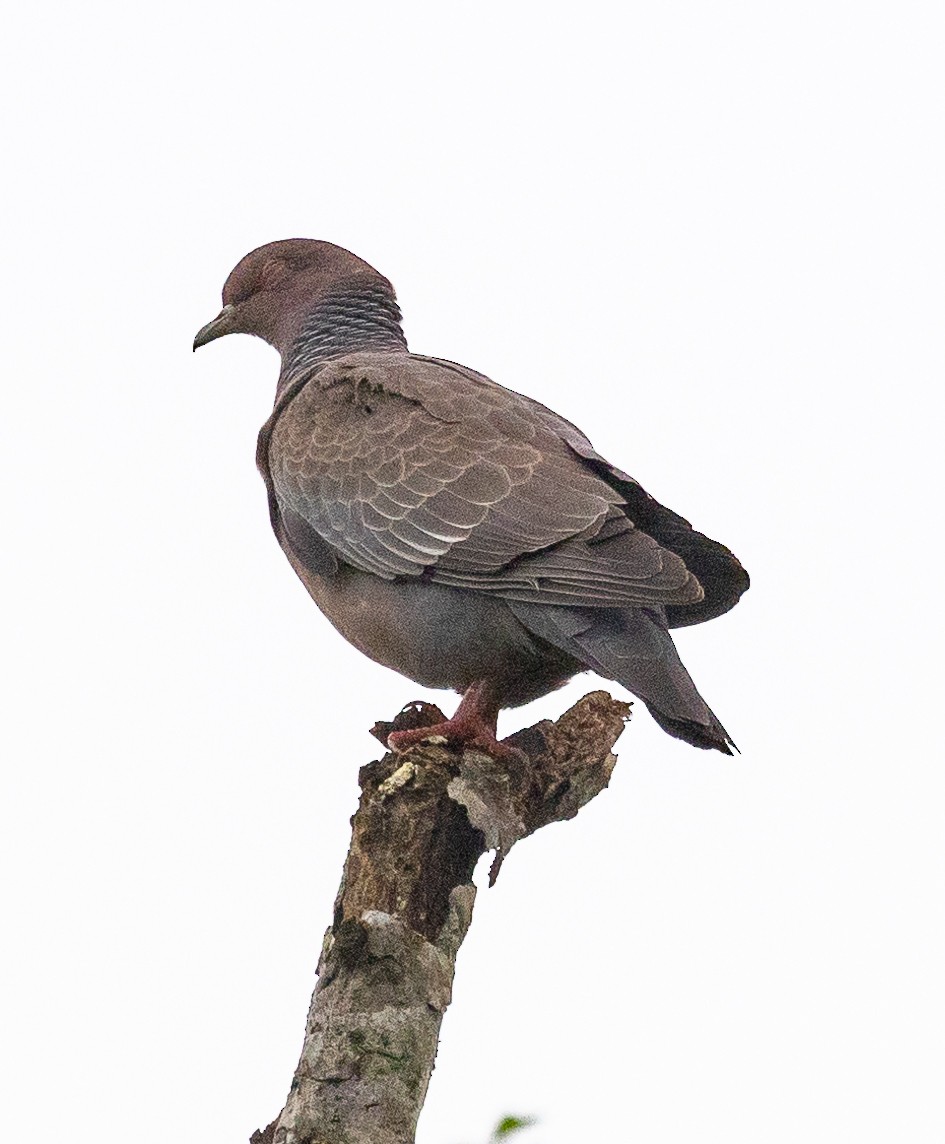 Picazuro Pigeon - ML623284325