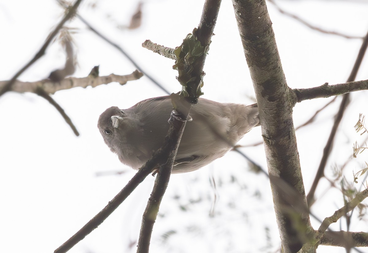 Sayaca Tanager - ML623284327