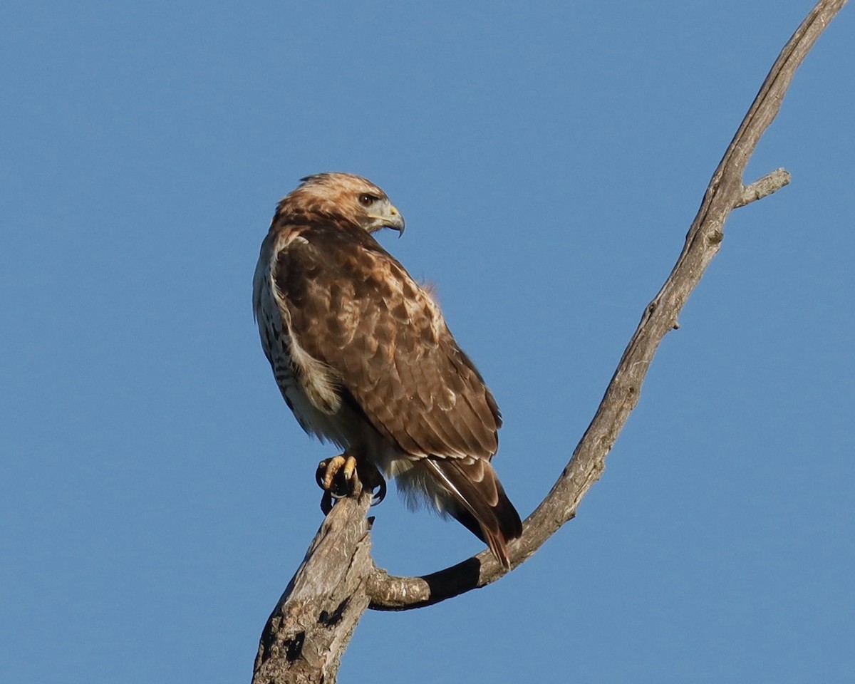 Red-tailed Hawk - ML623284331